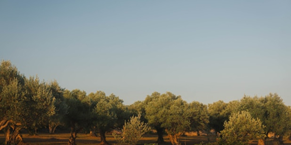 Una tierra con historia Hay paisajes que forman parte de nuestra memoria. Los campos de Castilla-La Mancha, sus caminos y sus olivares forman parte de la historia de nuestros pueblos. En nuestra zona, entre Navalpino y Arroba de los Montes el olivo forma parte de un paisaje que conocemos desde siempre. Cada olivo tiene su propia historia. Algunos han visto pasar generaciones enteras. Otros son más jóvenes, pero todos forman parte de una tradición que queremos conservar. Cada campaña es diferente. Cada cosecha tiene su propio momento. Y detrás de cada botella existe un trabajo que comienza mucho antes de que el aceite llegue a nuestra mesa. Por eso, cuando hablamos de nuestro aceite, hablamos también de nuestra tierra. De sus paisajes. De sus olivos. Y de las personas que han cuidado de ellos generación tras generación.